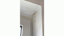 Mold Testing Services Polk City FL 407-218-5862