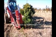 Pinus Striobus   Digging a White Pine Tree