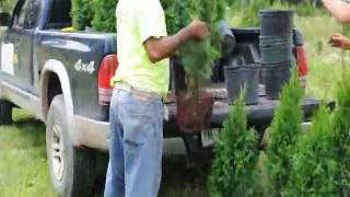 Planting emerald Greens at HHF