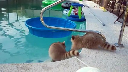 Raccoon Tries To Save His Brother From Pool
