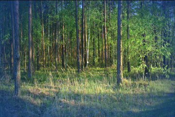 Our Best Trees To Prevent Climate Change