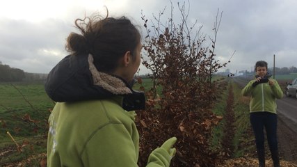 Des hêtres pour l'allée de la Motte