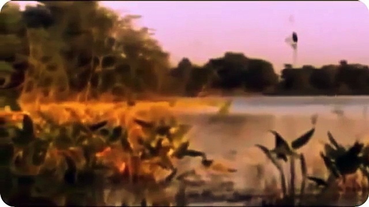 Anacondas Gigantes Español - Documentales National Geographic