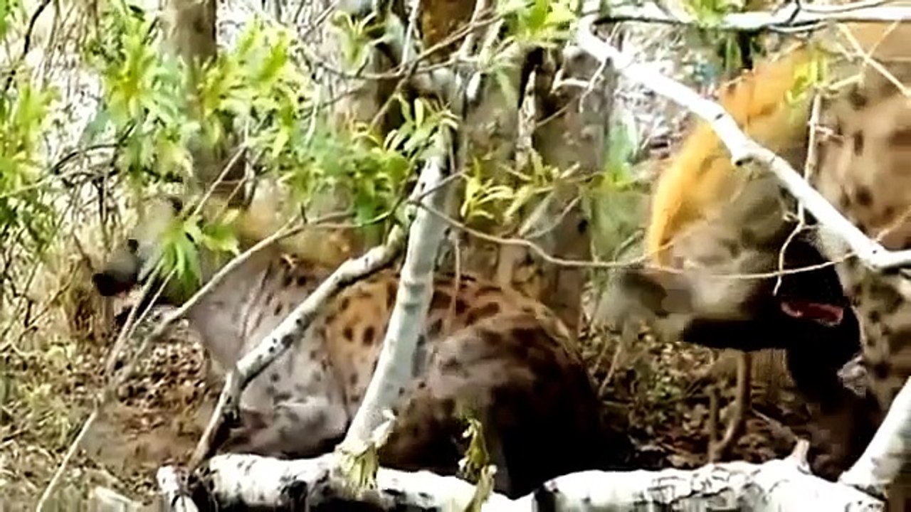 Documentales de Animales Salvajes - Documental Ataques de Animales Salvajes