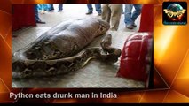 В Индии питон проглотил пьяного мужчину
