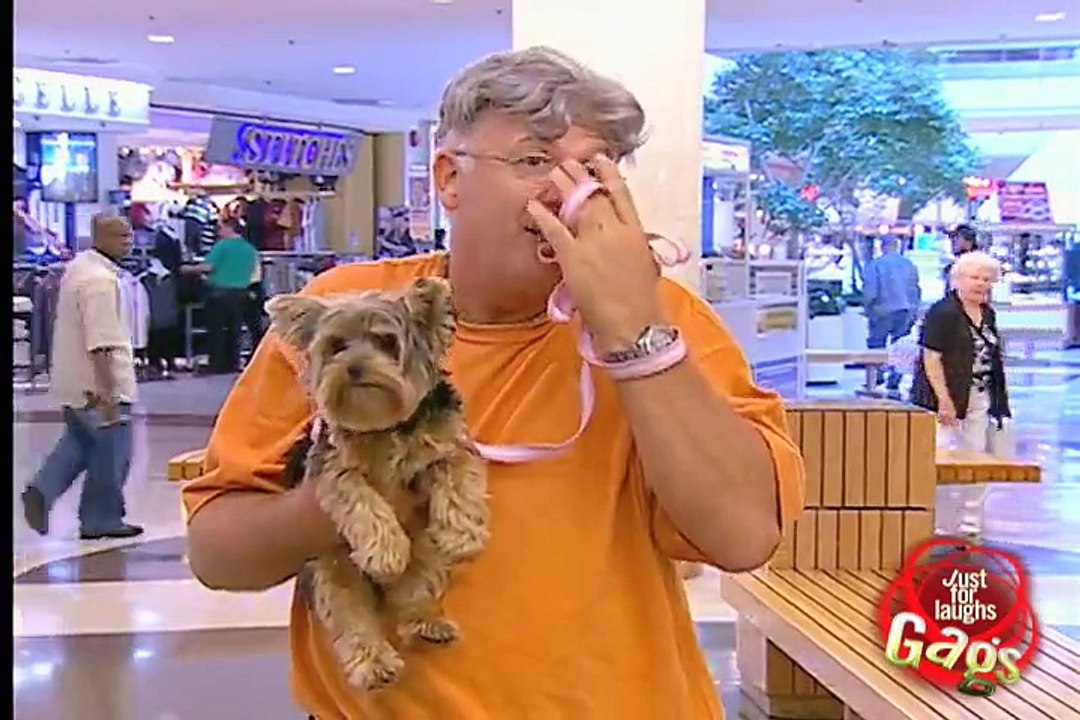 A dog walks on his front legs while peeing for one minute funny !