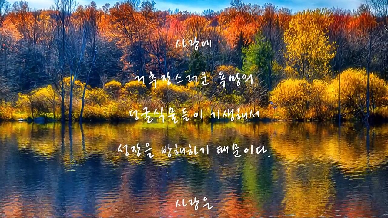 (영상시) 첼로 토마스미푸네 가을을 남기고 간 사랑