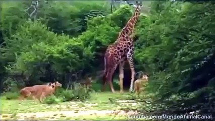 Mira cómo más de 10 leones mataron a una jirafa