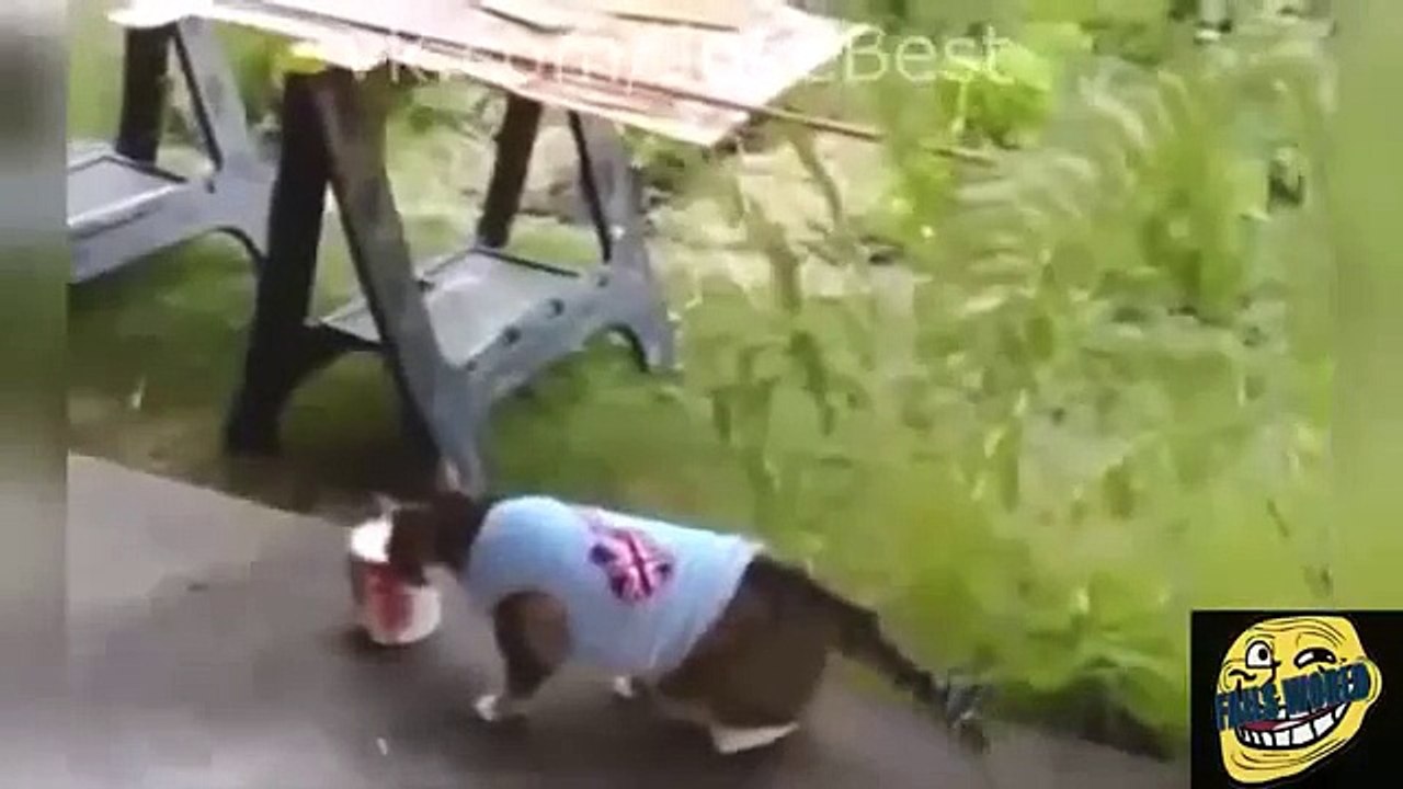 Funny Videos 2015 - Funny Pranks 2015 - Funny Fails 2015 - Top 60 videos Funny #19