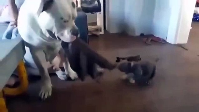 Настырный щенок