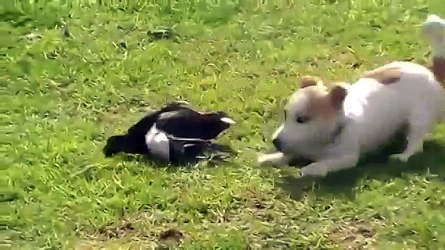 Вы когда-нибудь видели что-то подобное раньше??