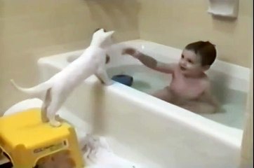 Коту слегка не повезло))