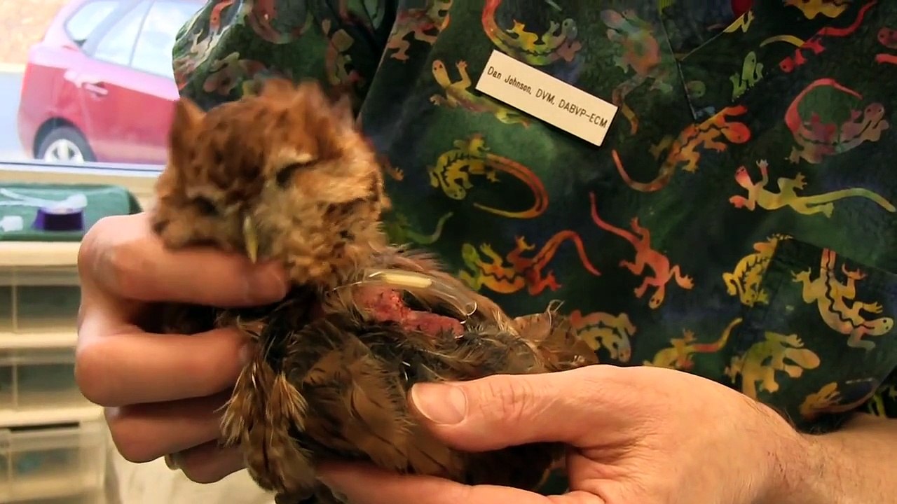 Cool Screech Owl Noise - Exotic Pet Vet