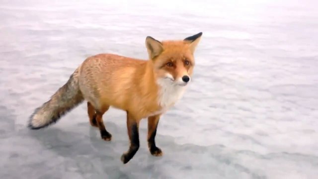 Она не дикая,она . евшая На рыбалке встретили лису прикол