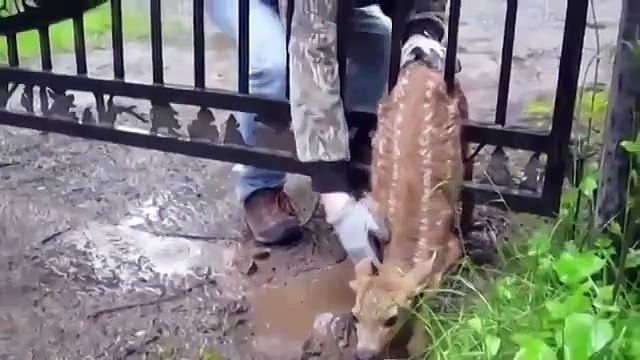 Они услышали жалобный писк, но никак не ожидали увидеть это