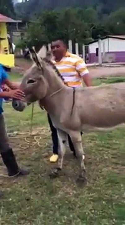 Try To Riding on Donkey..hahaha Must Watch