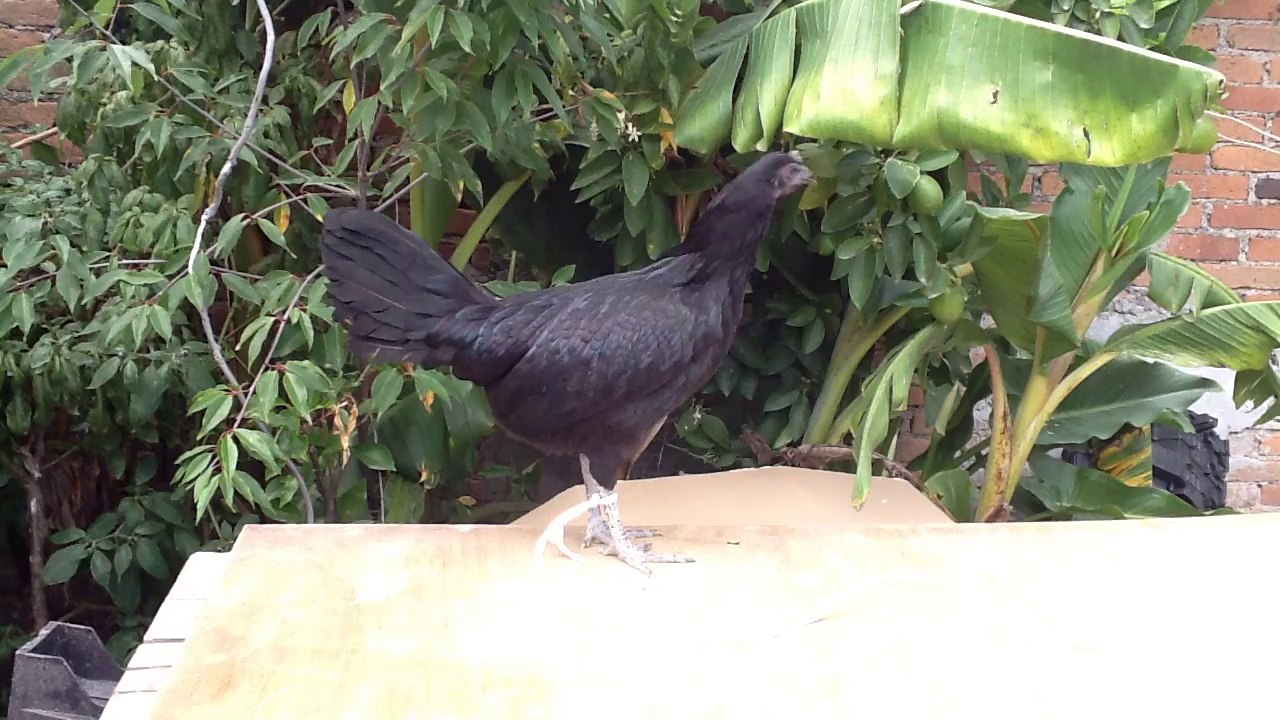 GALLINA PRIETA MEL SIMS VENDO 3000, TOLUCA.