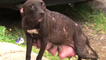 Tough Guys Rescue a Mama Dog and Her Puppies | What's Trending Now