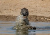 Hyena Behaves Strangely While Taking a Dip