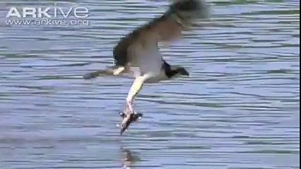 سبحان الخالق ربما لأول مرة ترى هذا المنظر