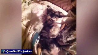 Los Perros Más Graciosos Y Divertidos #2 (Funny Dogs)