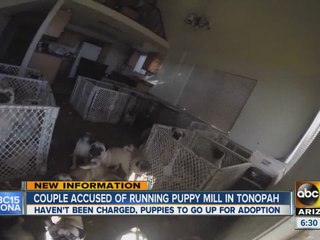 Puppy mill dogs up for adoption