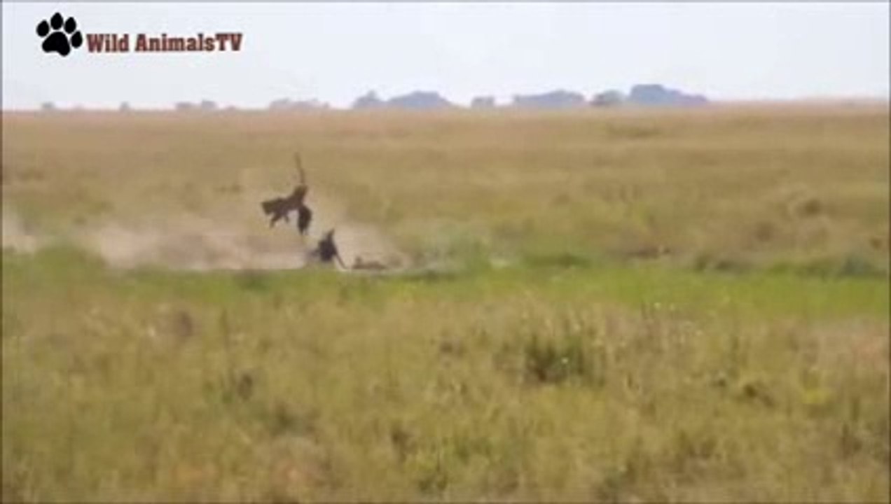 Leopard vs Wild Boars Wild Animal Fights 2015