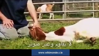 Miracles islamic ׃   Miracle of Islam amazing Islamic video