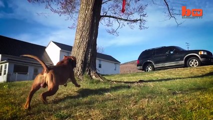 "Super" Pit Bull: Training The Ultimate Protection Dog