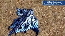 Rồng xanh xuất hiện trên bờ biển Úc