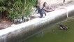 Funny, Cute Video of African Penguins head spin at Toledo Zoo Penguin Beach Animals World