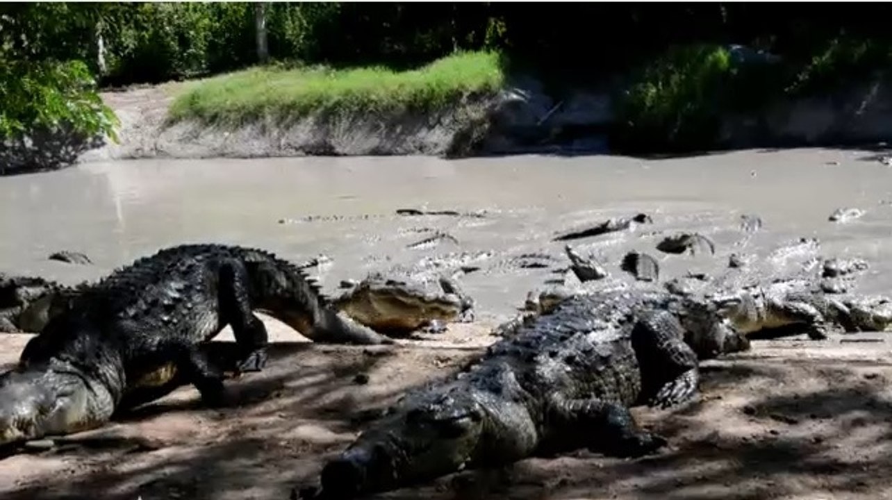 Thousands of crocodiles continue to starve in Honduras farm