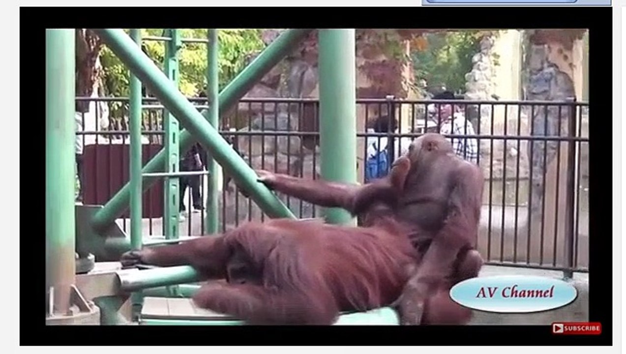MATING MONKEY 5