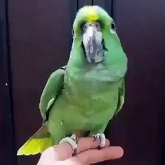 Parrot the world s most almighty says the phrase