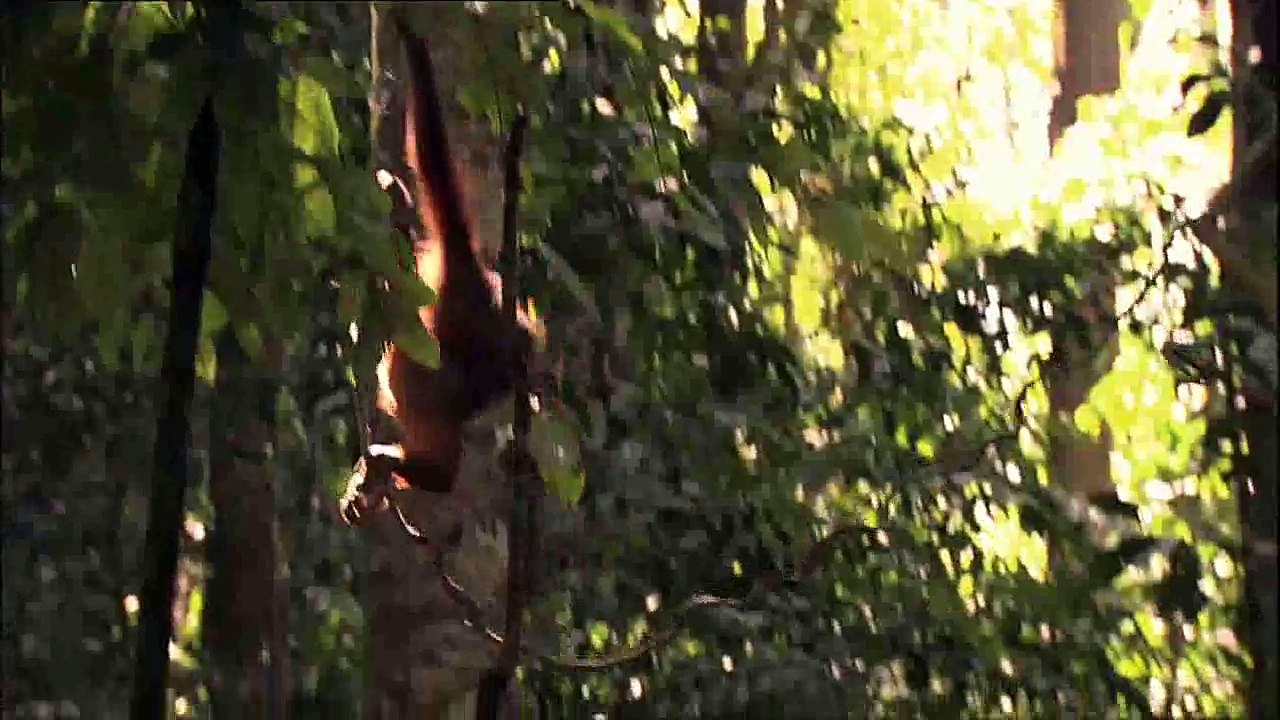 Watch Orangutan Rescue Videos Online - National Geographic Channel - UK