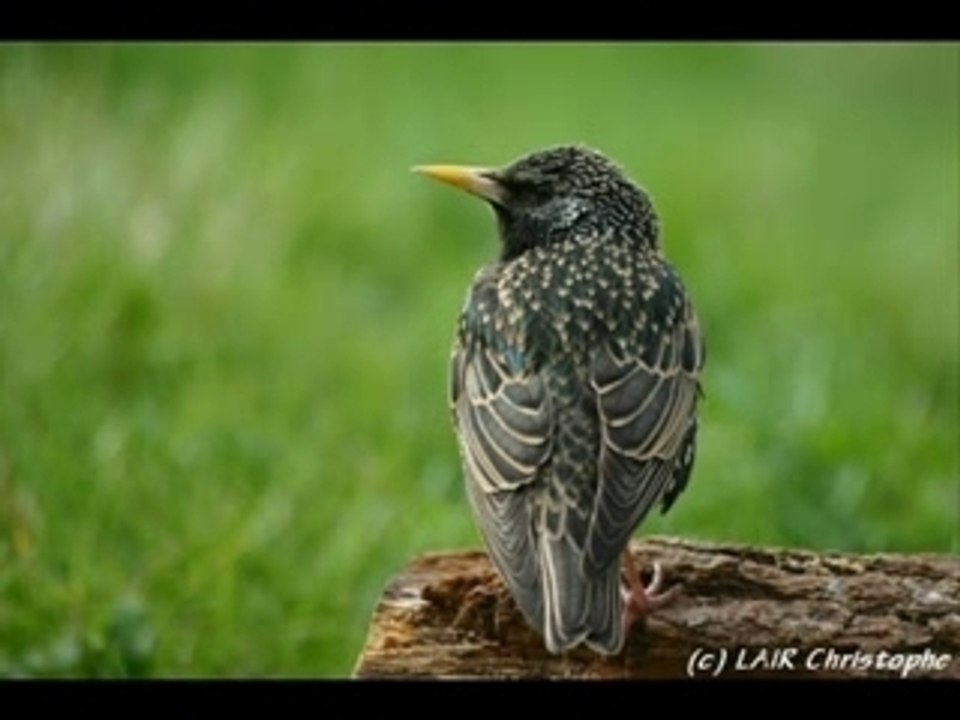 Les oiseaux de passage georges brassens