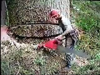 شاهد قطع أكبر شجرة في العالم