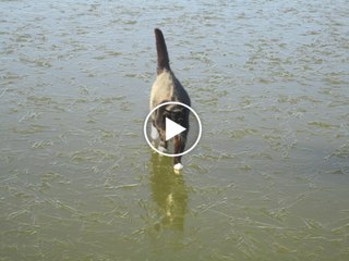 Cat Walks on Water!