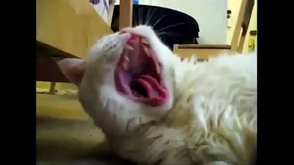 Подборка зевающих котов