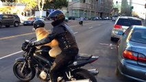 Funny Dogs Riding On Motorcycles Compilation 2014 [NEW]