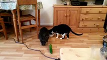 les chats ont peur du concombre