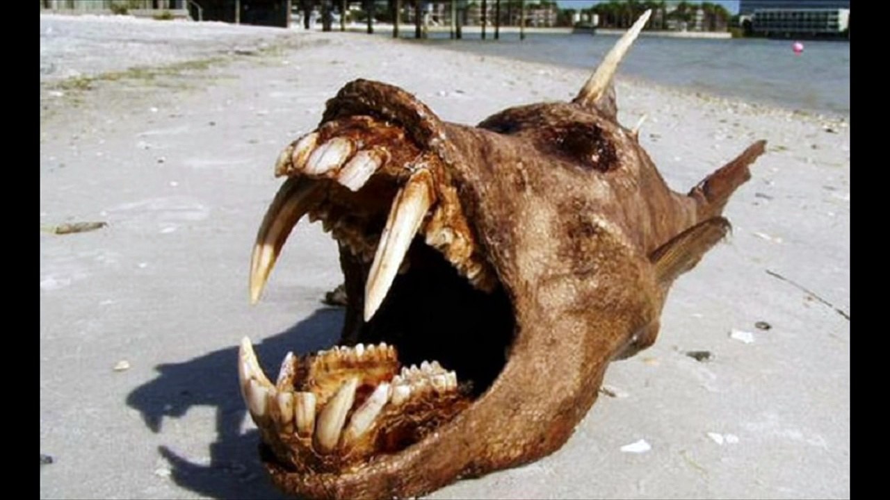 Strange and Unidentified Creatures 2015