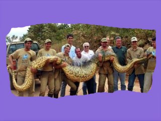 20 Biggest Snakes In The World !