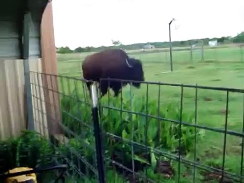 Бизон решил попрыгать на Батуте