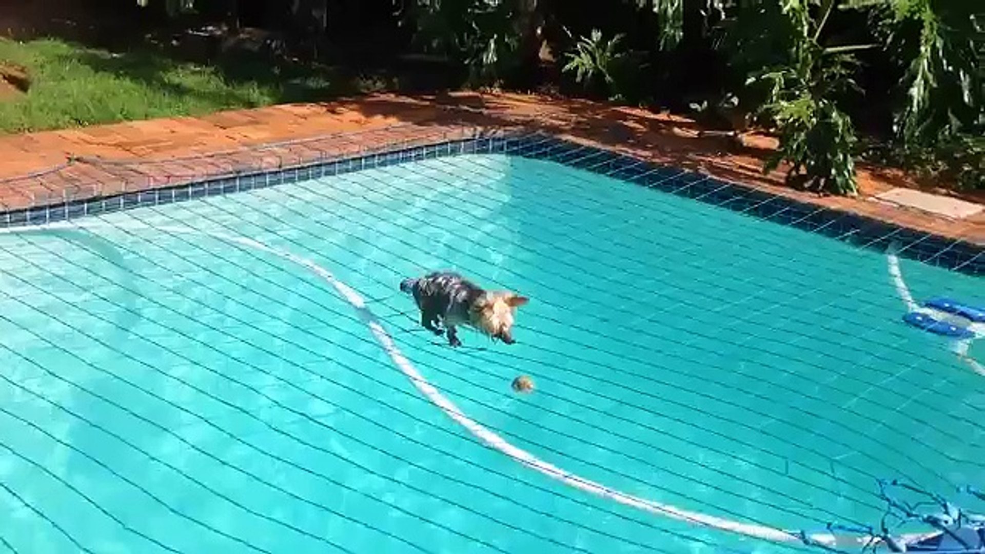 Забавные животные