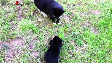 Развлекаются и отдыхают. Смешные кошки против собак