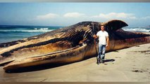 Worlds Biggest Animals on Earth 2015