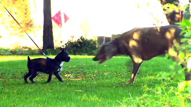 Banfield Pet Hospital - How to Prevent Ticks in Your Yard