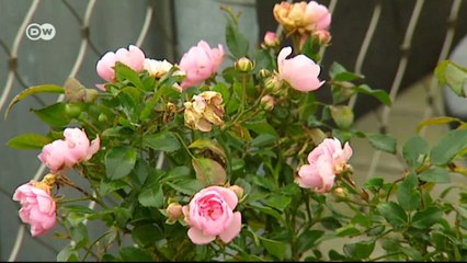 Urban rooftop garden | Euromaxx