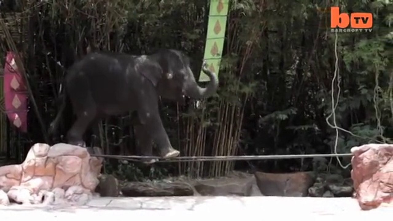 Tightrope Walking Elephants
